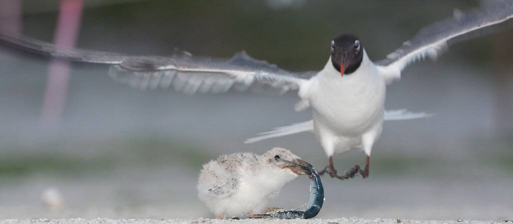 Laughing Gull taking candy (fish) from a baby Black Skimmer by Photomatt28 is licensed under CC BY-NC-ND 2.0.